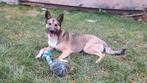 Deze knappe meid zoekt een lief baasje, Dieren en Toebehoren, Honden | Niet-rashonden, Particulier, 1 tot 2 jaar, Buitenland, Teef