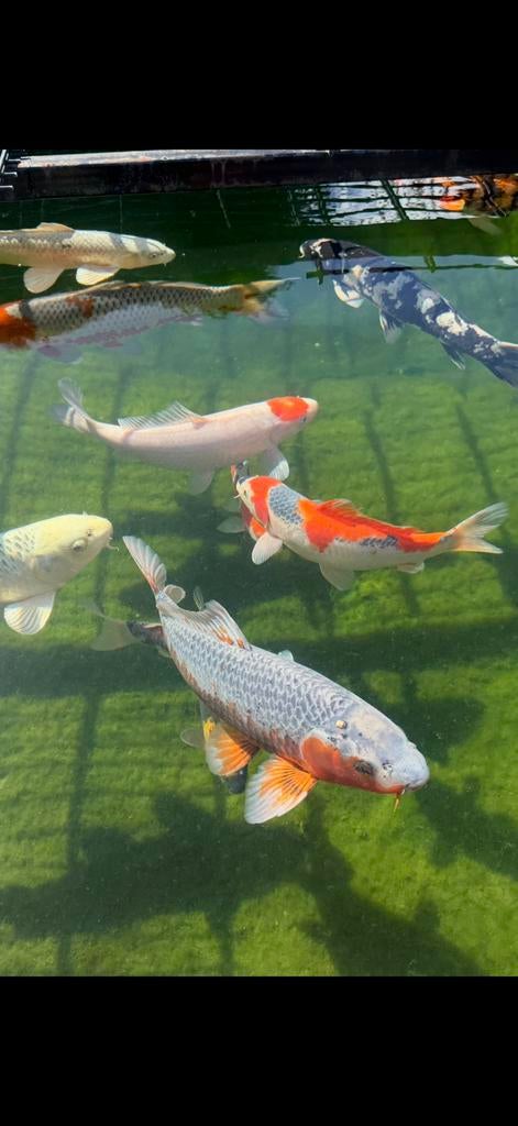 3x koi te koop., Dieren en Toebehoren, Vissen | Vijvervissen, Karper of Koi