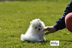2 Witte Pomeriaan pups, Dieren en Toebehoren, Honden | Poolhonden, Keeshonden en Oertypen, België, Particulier, Keeshond, 8 tot 15 weken