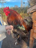 Cochin kriel, Dieren en Toebehoren, Pluimvee, Meerdere dieren, Kip