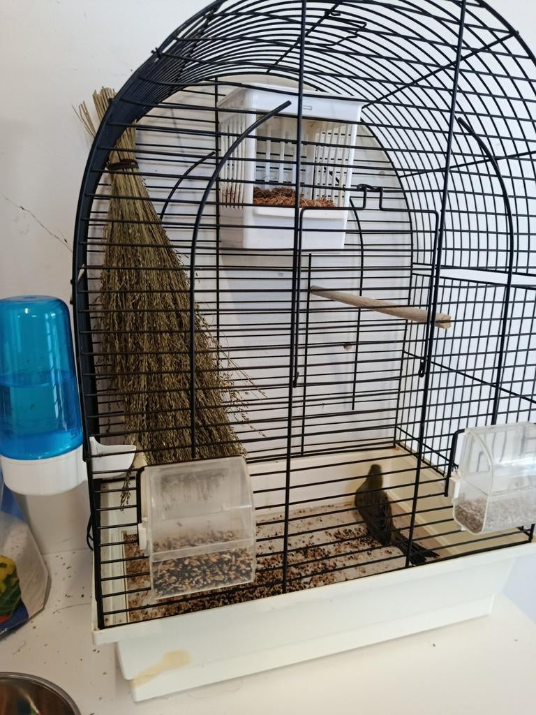 Prachtige zang kanarie met kooi, Dieren en Toebehoren, Vogels | Kanaries, Mannelijk, Zangkanarie