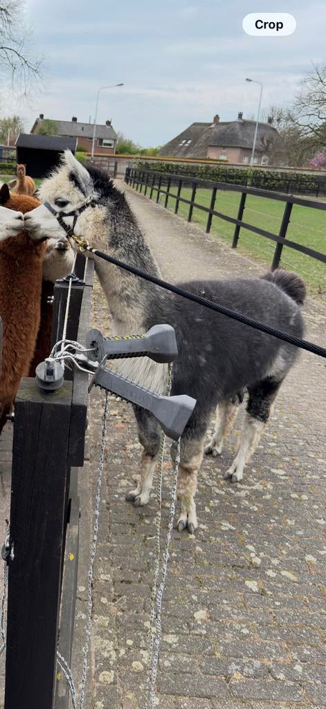 Grijze alpaca vacht spinnen kaarden breien vilten, Ophalen of Verzenden, Nieuw, Spinwol