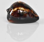 Schelpen: Cypraea (zoila) decipiens 45mm Australië, Ophalen of Verzenden, Schelp(en)