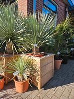 Yucca Rostrata 4 maten, Ophalen of Verzenden, Overige soorten, Volle zon