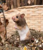 Jonge tamme goudhamsters ( vrouw) rechtstreeks van de fokker, Dieren en Toebehoren, Hamster, Februari, Vrouwelijk, Tam