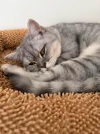Britse/Amerikaanse korthaar, Dieren en Toebehoren, Katten en Kittens | Overige Katten, Poes, Kortharig, 0 tot 2 jaar