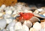Mooie rode vuurgarnalen, Kreeft, Krab of Garnaal