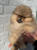 Bearface pomeranian | pomeriaan | reutje, Dieren en Toebehoren, Particulier, Keeshond, 15 weken tot 1 jaar, Reu