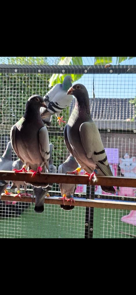 Postduiven, Mannelijk, Postduif