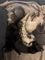 Prachtige kittens te koop, Meerdere dieren