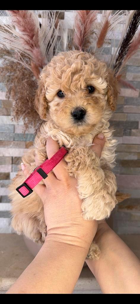 Prachtige Goldendoodle pups, Dieren en Toebehoren, Honden | Retrievers, Spaniëls en Waterhonden, Meerdere dieren, Overige rassen