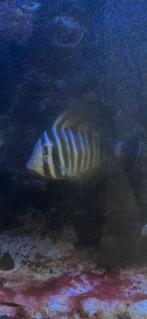 Desardini doktersvis 15 cm, Dieren en Toebehoren, Vissen | Aquariumvissen, Vis