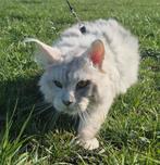 Black silver shaded maine coon dekkater met stamboom,rusland, Dieren en Toebehoren, Katten en Kittens | Raskatten | Langhaar, Kater