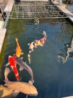 koi karpers, Karper of Koi