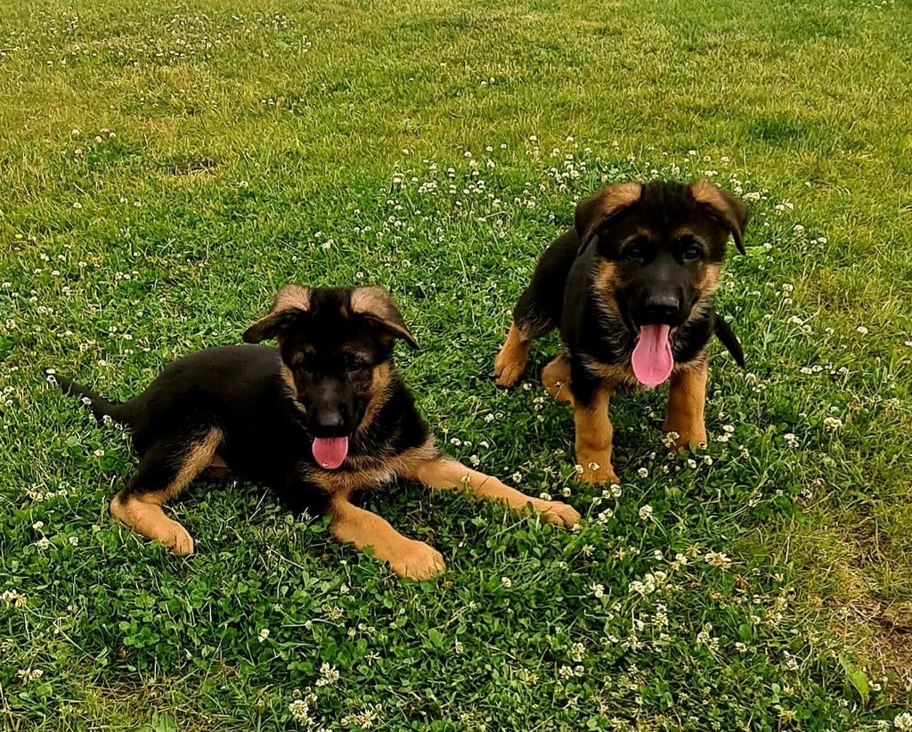 Echte Raszuiver Duitse herder pups te koop, Meerdere, Meerdere dieren, Herder, Nederland