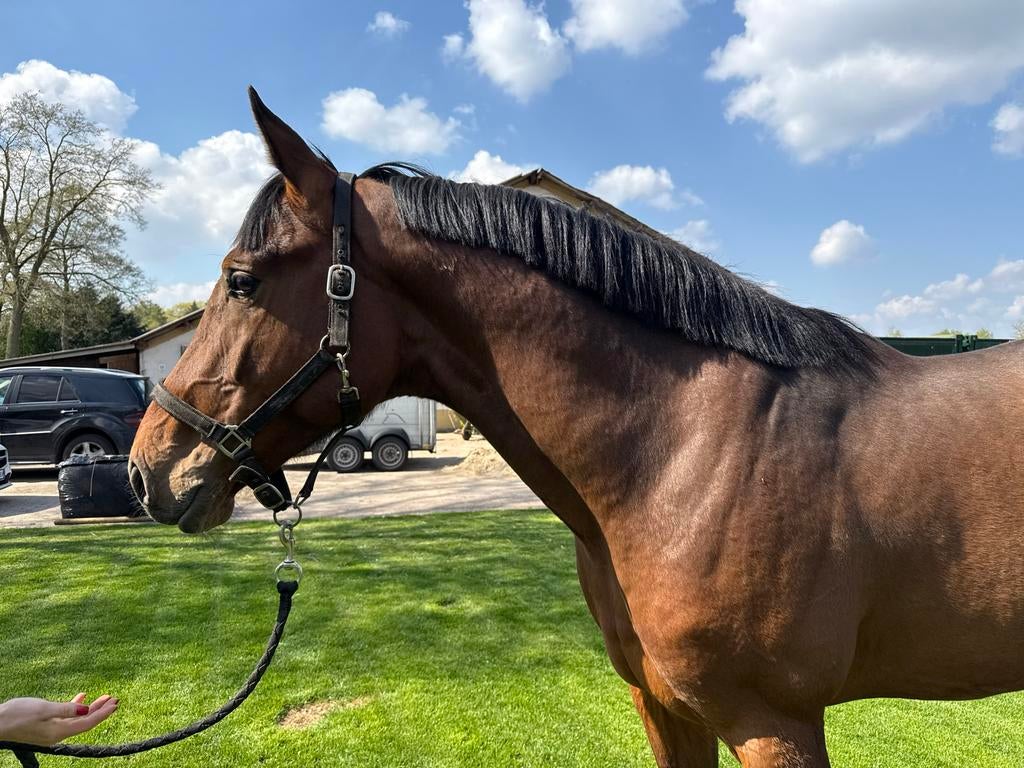 Aankoop mooie 3 jarige hengst V. Connect, Springpaard, Met stamboom, Hengst, Onbeleerd