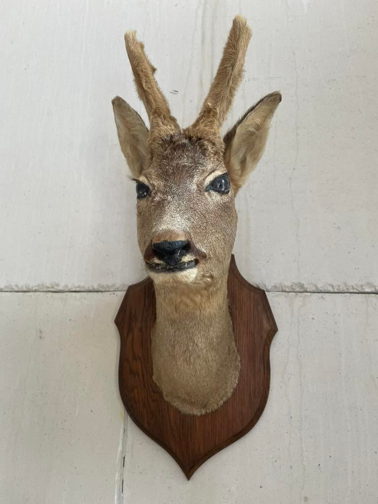 Reekop met wintervacht op de horens, Ophalen