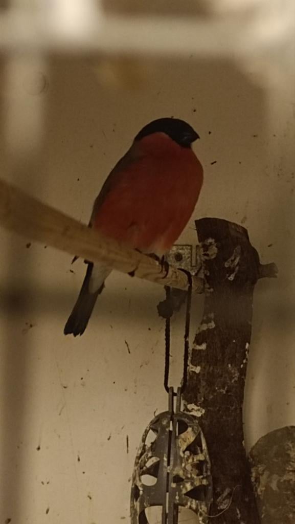 Koppel Noorse goudvinken, Dieren en Toebehoren, Meerdere dieren, Wildzangvogel