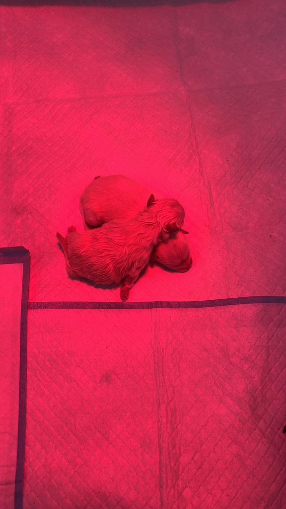 Pomeranian pups op komst- reu beschikbaar 🐶🐾💕, Keeshond, 8 tot 15 weken, Geslacht onbekend, Parvo