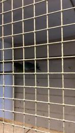 Catharina parkieten, Meerdere dieren, Parkiet