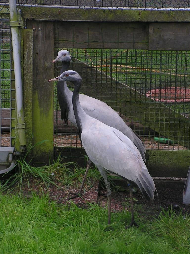 Kraanvogels | Bijzondere dieren | Passend advies, Dieren en Toebehoren, Meerdere dieren, Overige soorten