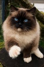 Mooie ervaren Ragdoll dekkater Seal Mitted (stamboom)