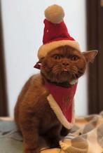 Cinnamon latent DBE ) dominant Bleu eyes, Meerdere dieren, Met stamboom, 0 tot 2 jaar