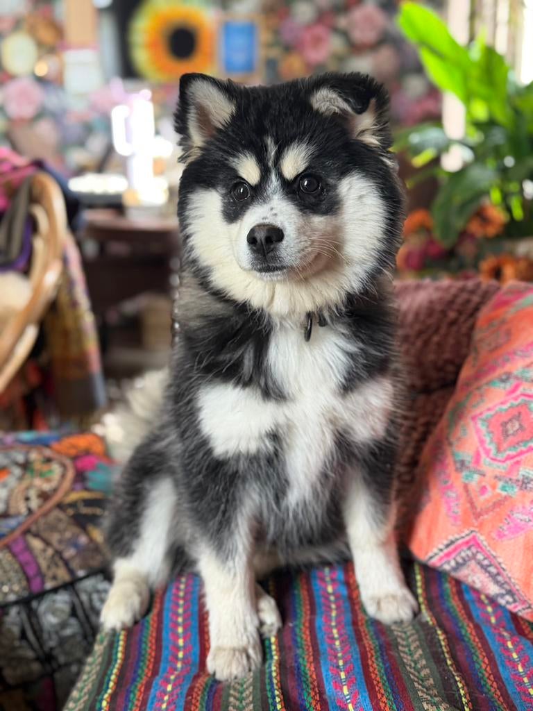 Lief en gezond Pomsky F3 puppy teefje mini husky pup, Dieren en Toebehoren, Honden | Poolhonden, Keeshonden en Oertypen, Overige rassen