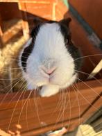 Hollands konijn met hok, Dieren en Toebehoren, Knaagdieren en Konijnen | Hokken en Kooien, Ophalen, 90 cm of meer, Konijn, Hok