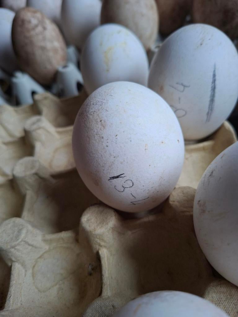 Broedeieren van Chineese knobbelganzen, Dieren en Toebehoren, Pluimvee, Geslacht onbekend, Gans of Zwaan