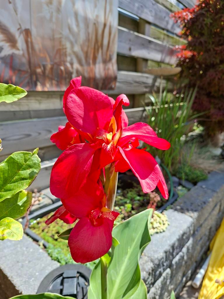 Canna 'Cannova' rood opgekweekte plantjes, Tuin en Terras, Ophalen, Voorjaar, Volle zon