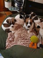 Gezonde speelse RASZUIVERE JACK RUSSELL pups ruw/glad kortbe, Parvo, Jack Russell Terriër, 8 tot 15 weken, Meerdere