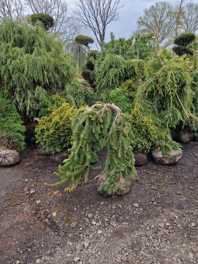 Picea Abies Inversa - Treurspar in diverse maten, Bloeit niet, Treurboom, 100 tot 250 cm, Ophalen