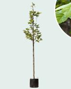 Platanus hispanica - 3 jaar oud - Ideaal voor dak/leiboom, Bloeit niet, 100 tot 250 cm, Dakboom, Ophalen
