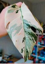Monstera variegata stek, Huis en Inrichting, Kamerplanten, Ophalen, Halfschaduw, Minder dan 100 cm
