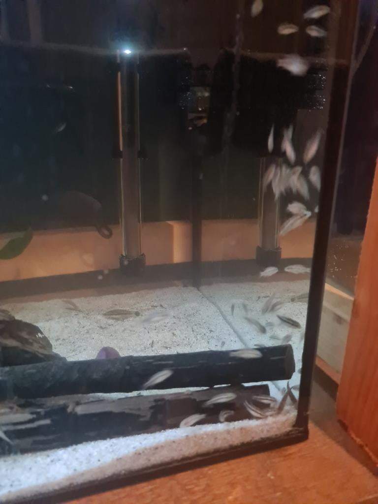 kersenbuik cichlide, Vis