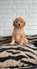 Poedel pups toy x dwerg abrikoos, Poedel, Parvo, Nederland, 8 tot 15 weken