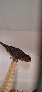 Tk 8 mooie kobalt Mozaïek Kanaries 4 mannen en 5 poppen ger, Dieren en Toebehoren, Vogels | Kanaries, Meerdere dieren, Kleurkanarie