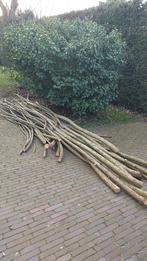 Wilgentakken, Ophalen, Volle zon, Overige soorten