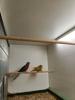 Turquoisine parkieten koppel, Dieren en Toebehoren, Vogels | Parkieten en Papegaaien, Meerdere dieren, Parkiet