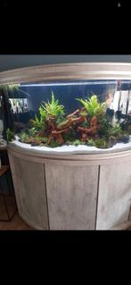 Aquarium  aqualantis fusion horizon, Dieren en Toebehoren, Vissen | Aquaria en Toebehoren, Ophalen, Gebruikt, Leeg aquarium