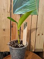 Musa dajiao, Overige soorten, Volle zon, Vaste plant, Ophalen of Verzenden