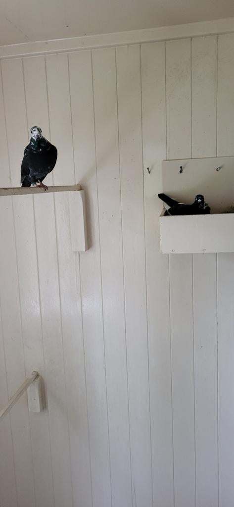 Figurita duiven zwartbont, Meerdere dieren, Overige soorten