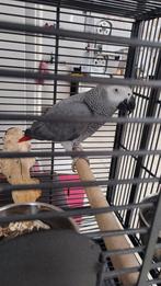 Grijze papegaai met een rode staart, Mannelijk, Papegaai