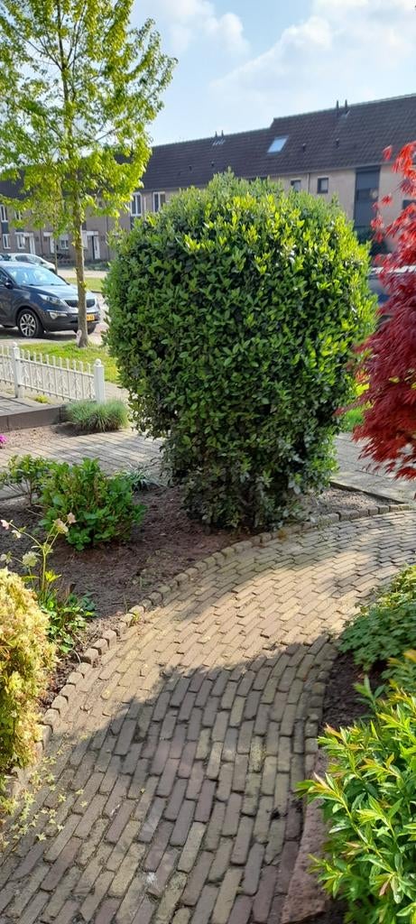 Mooie grote  tuinstruik, Tuin en Terras, Planten | Bomen, Ophalen, Volle zon, Overige soorten