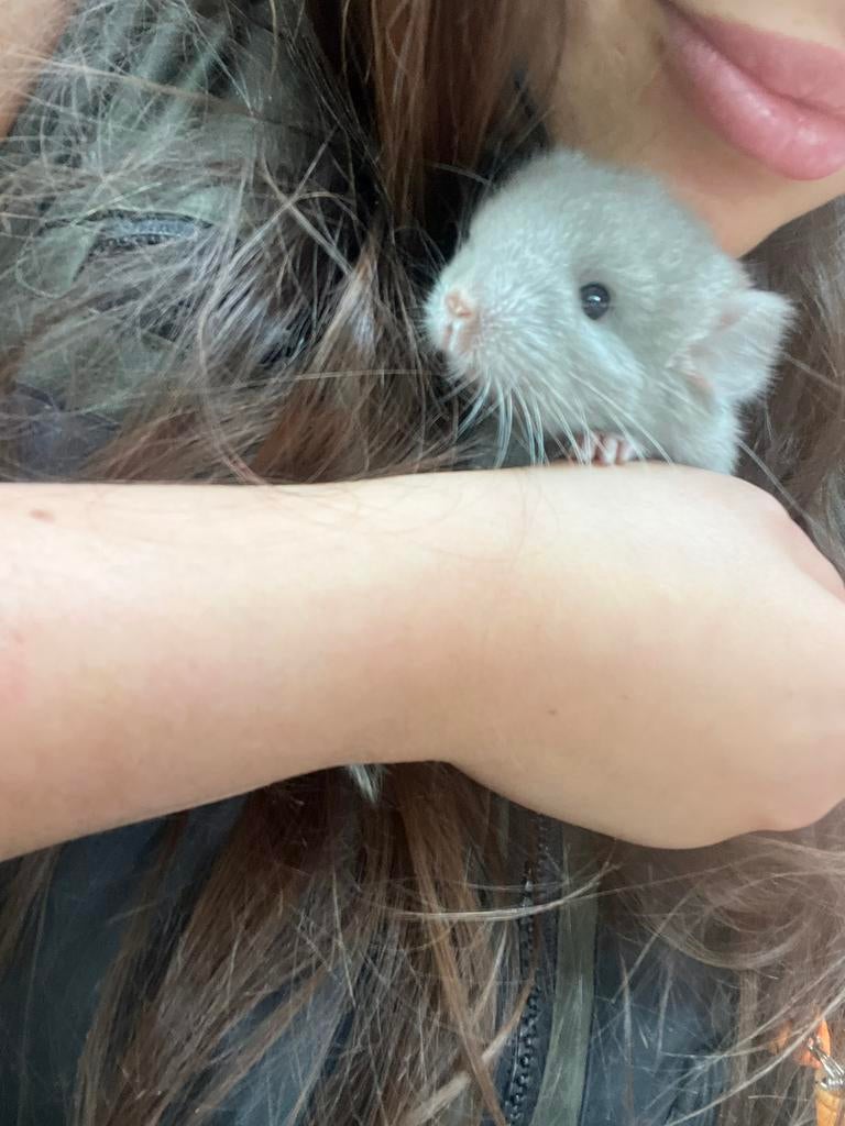 Baby jonge chinchilla bokje, Chinchilla, April, Mannelijk, Tam