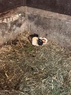 Cavia’s te koop, Dieren en Toebehoren, Meerdere dieren, Overige soorten