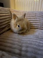 Dwergkonijn, Dieren en Toebehoren, Konijnen, Vrouwelijk, Dwerg, 0 tot 2 jaar