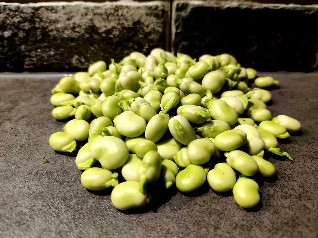 Tuinboon Aquadulce zaden, Verzenden, Zaad