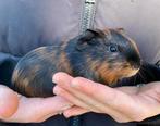 Jonge Cavia beertjes!, Dieren en Toebehoren, Meerdere dieren, Tam, Maart, Cavia